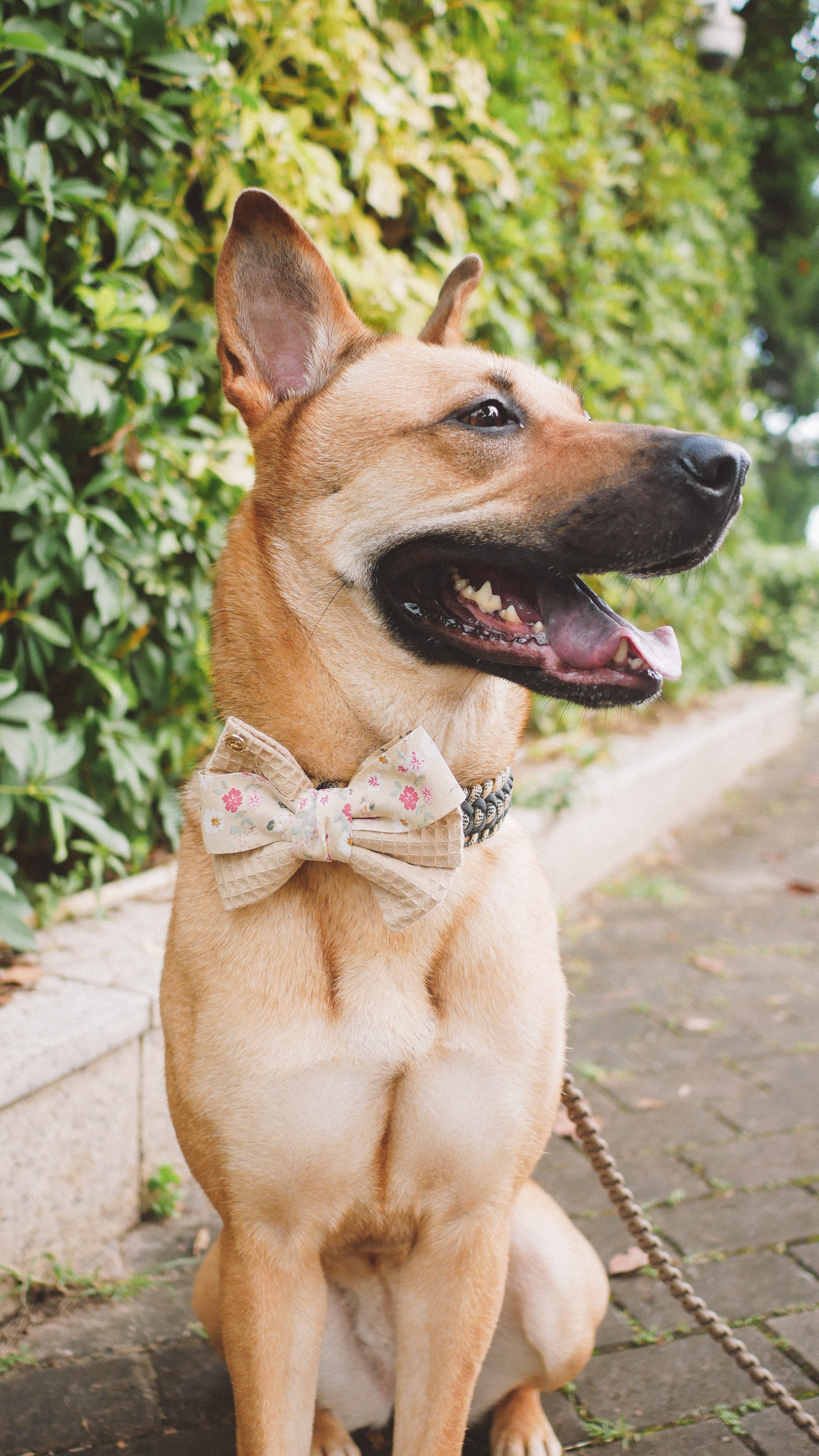 WAFF | Waffle Sailor Bow tie - Baby Blue