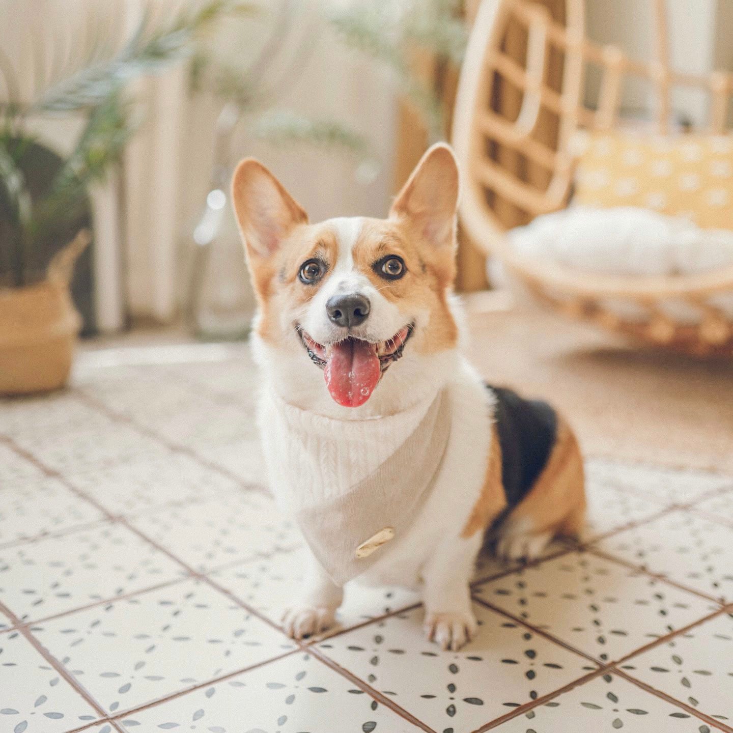 MOFU | Corduroy Bandana